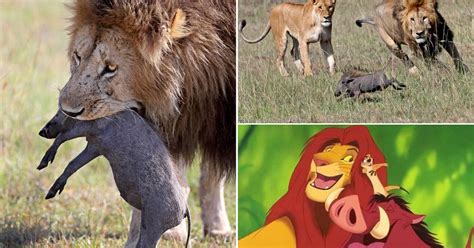 Amazing Pictures Show Real Life Simba Vs Pumba Fight For Survival As