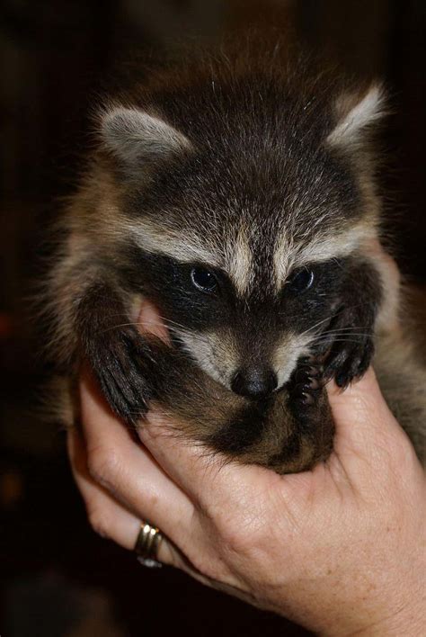 16 Raccoons Cute Enough To Negate Your Fear Of Rabies (Photos)