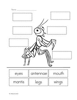 For teachers in a hurry Praying Mantis Life Cycles Language Arts & Science Unit by Finding Montessori