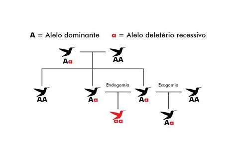 Considere Um Indivíduo Heterozigoto Para Três Genes