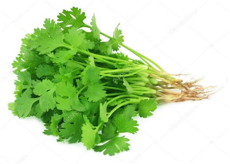 Bunch Of Fresh Coriander Leaves ⬇ Stock Photo Image By © Bdspn74 90760952