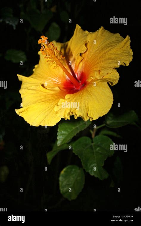 Yellow Hibiscus Flower In Costa Rica Stock Photo Alamy