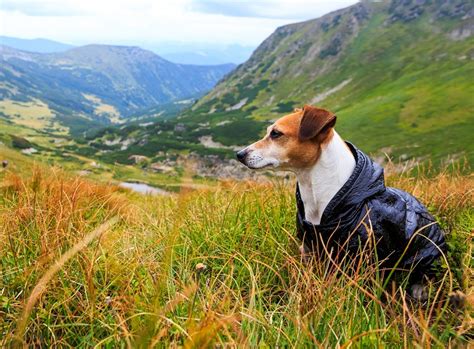 Wanderung Mit Hund Für Abenteurer Zooroyal Magazin