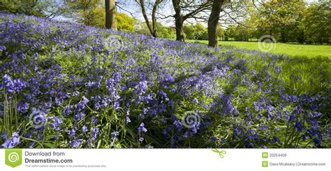 Bluebells Stock Image Image Of Flowers Spring Wildlife 20254409