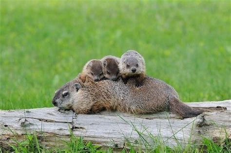 Cute groundhogs! I had a mother groundhog for had seven babies at my