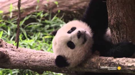Bao Bao The Giant Panda Cub Has Her First Snowday Youtube