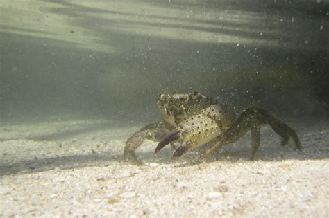 Crab Underwater Free Stock Photo Public Domain Pictures