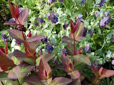 Persisting for several years usually with new herbaceous growth from a perennating part perennial asters. Perennial Garden - Collections - MCBG Inc. 2020 | Fort ...