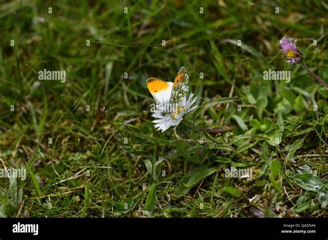 Orange Tip Butterfly Anthocharis Cardamines Stock Photo Alamy