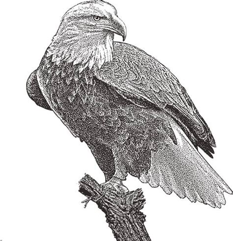 Bald Eagle Perched Illustrations Royalty Free Vector Graphics And Clip