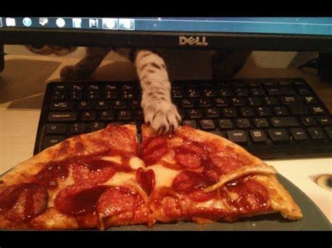 And the little diva is spoiled and adorable. Cat Steals Pizza! - YouTube