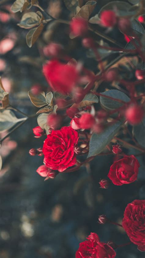 Download Wallpaper 1080x1920 Rose Bush Bloom Garden Red Blur
