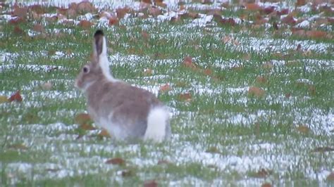 Rabbits In The Snow Today Full Version Youtube
