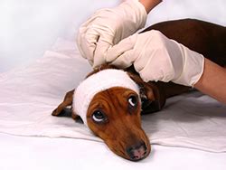 We did not find results for: Pet Insurance for Dogs | VCA Animal Hospital