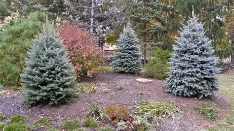 Colorado Blue Spruce Screening Popel Landscaping And Design Llc