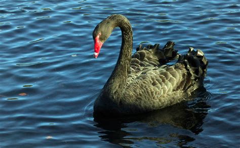 Black Swancygnus Atratus The Black Swan Cygnus Atratus Flickr