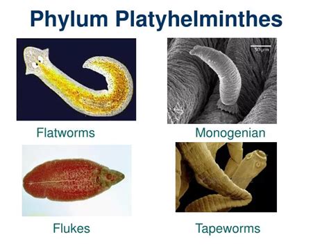 Ppt Phylum Platyhelminthes Powerpoint Presentation Id1784928