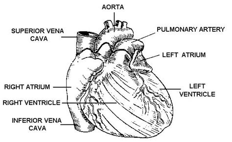 1 3 The Circulatory System