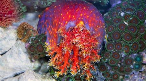 Sea Cucumbers For Sale Buy Sea Cucumbers Online Vivid Aquariums