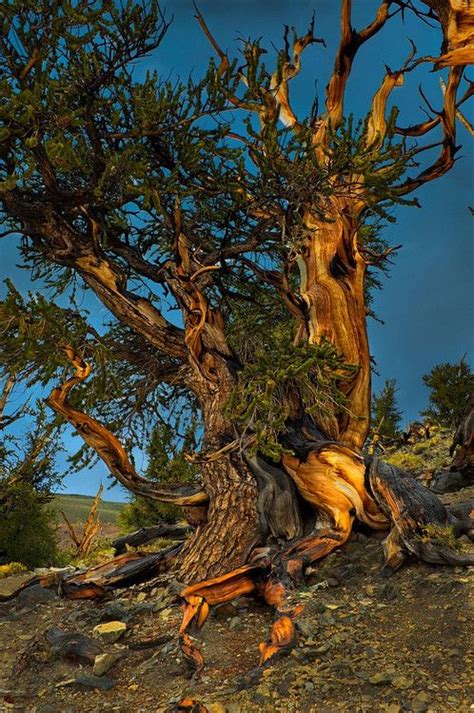 100 degrees in lone pine. Bristlecone Pines in California | Bristlecone pine, Unique ...