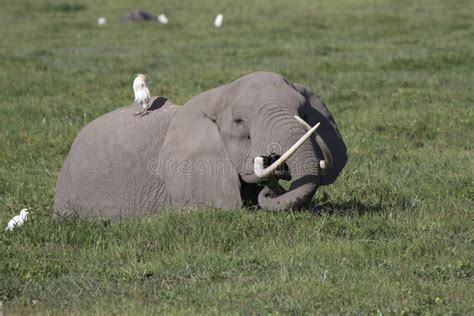 Um Elefante Africano Com As Grandes Presas Finas Que Alimente Dentro O