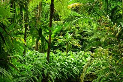 Tropical Forest Jungle Rainforest 4k Background Wall