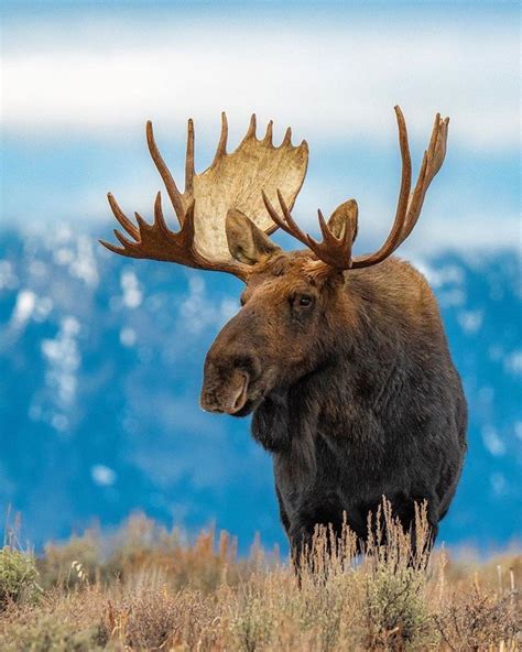 Majestic Moose In Canada In 2021 Animals Moose Painting Animals Wild