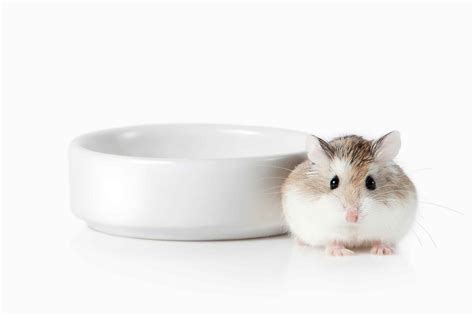 A Complete Roborovski Hamster Guide For New Pet Owners