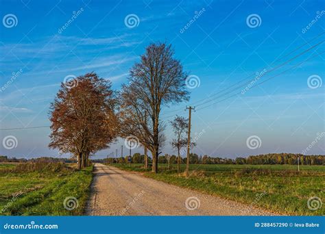 Two Trees In The Autumn At The Edges Of The Road Stock Photo Image Of