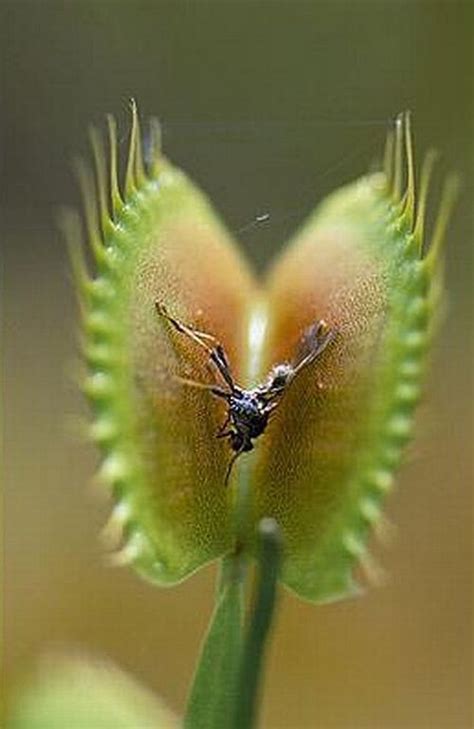 Plants That Eat Insects And Even Animals 45 Pics