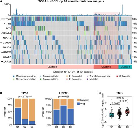 Frontiers Characterization Of Molecular Subtypes In Head And Neck