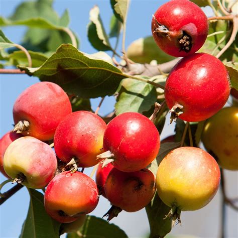 More images for potted crab apple tree » "Wild" Crab Apple Trees for Sale (Malus spp.) - Nativ ...