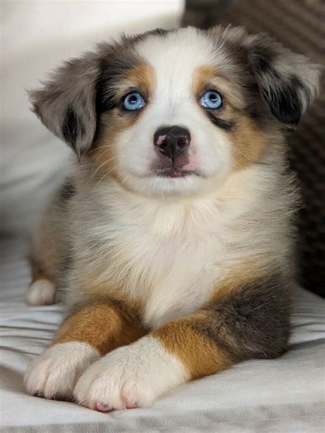 Mini Australian Shepherd Puppies For Sale Under 500 Meet Tucker A