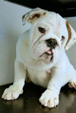 If you are on the wait list and live locally, or happen to be visiting san diego, if you chose the deposit option you can visit with any newborn litters. Litter of 6 English Bulldog puppies for sale in SAN DIEGO, CA. ADN-62202 on PuppyFinder.com ...