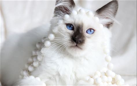 Traditional Siamese Kittens For Sale Applehead Siamese Cat
