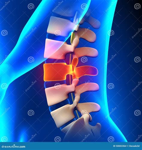 L3 Disco Tratto Lombare Della Colonna Vertebrale Illustrazione Di