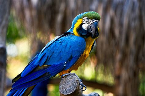 Blue Throated Macaw The Life Of Animals