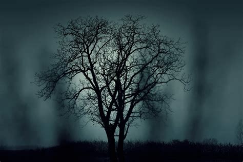 Black Tree At Night Time · Free Stock Photo