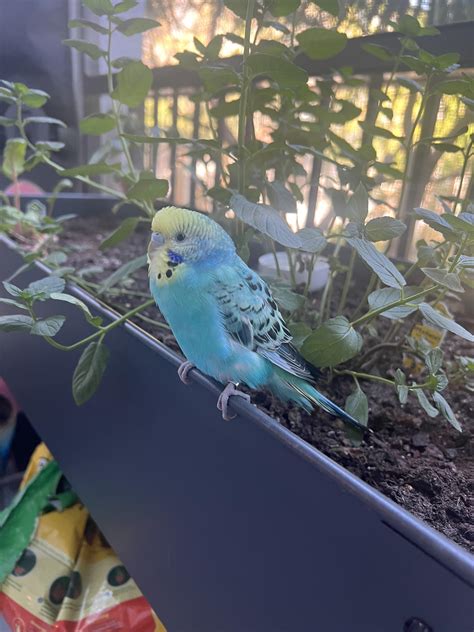 Can Someone Help Me Identify This Parakeet Rparakeets