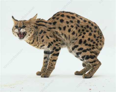 Serval Cat Stock Image C0517714 Science Photo Library