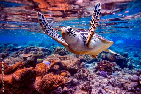 Sea Turtle Swims Under Water On The Background Of Coral Reefs Stock Photo Adobe Stock