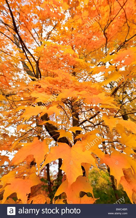 Maple Tree Canada Stock Photos And Maple Tree Canada Stock Images Alamy