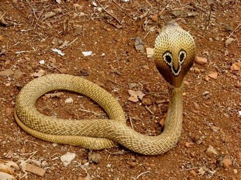 Indian Cobra