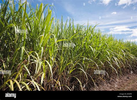 Growing Sugar Cane In Cairns Queensland Australia Stock Photo Alamy
