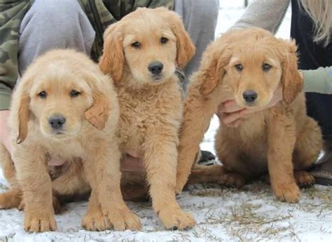 Six males and six females. Beautiful AKC Golden Retriever Puppies for Sale in Deer ...