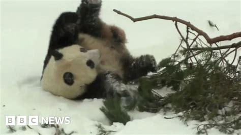 Finlands New Pandas Enjoy Snow