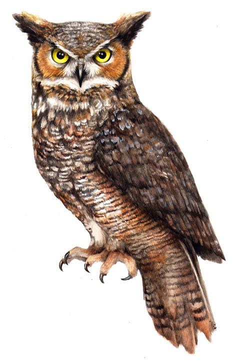 Collection Of Png Hd Of An Owl Pluspng
