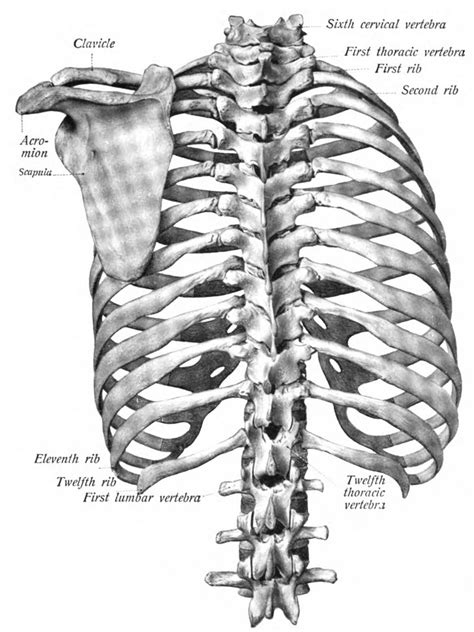 True ribs, false ribs, and floating ribs. Anatomy of the Thorax → Thoracic Vertebral Column - Meddists
