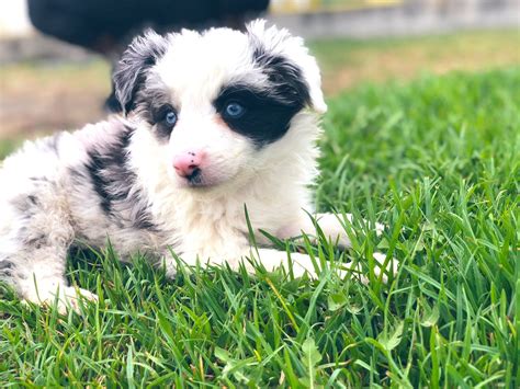 Border Collie Border Collie Blue Merle Animals