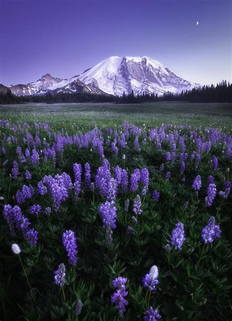 Beautiful Wild Flowers Blooming During Twilight At Mt Rainier